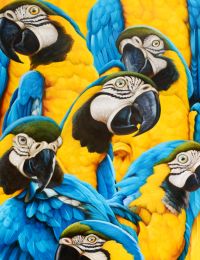 Wild Parrots Gallery Wrap